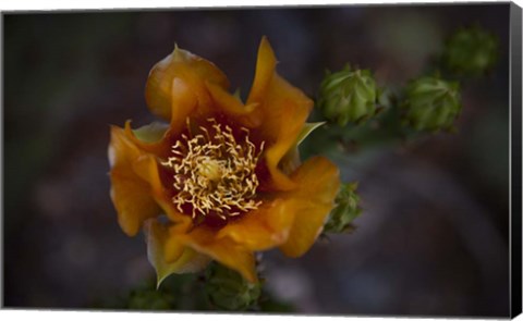 Framed Close Up of Orange Flower Print