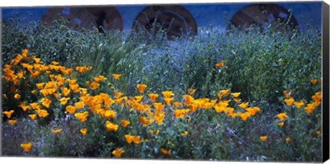 Framed Field of Orange Flowers Print