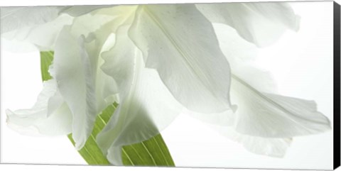 Framed White Petals Print