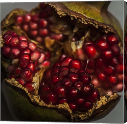 Framed Pomegranate Print