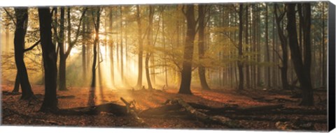 Framed Speulderbos Panorama Print