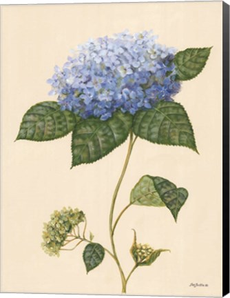 Framed Blue Hydrangea Print