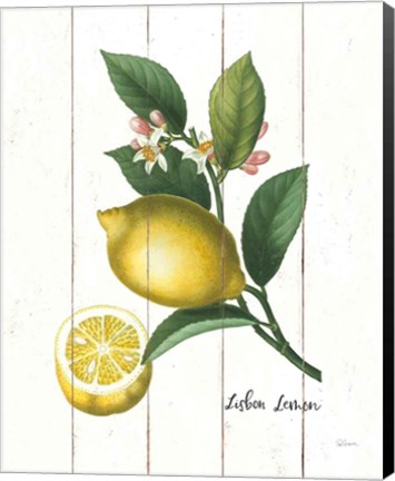 Framed Cottage Lemon I Print