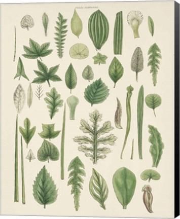 Framed Assortment of Leaves II No Numbers Print