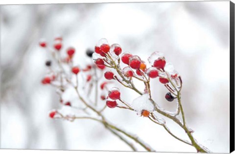 Framed Winter Berries II Print