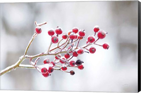 Framed Winter Berries I Print