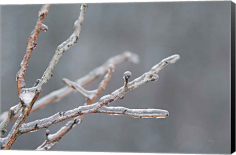 Framed Glistening Branches II Print