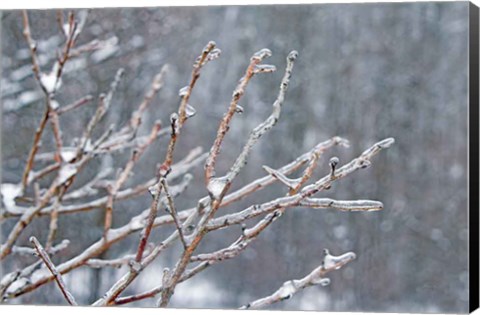 Framed Glistening Branches I Print