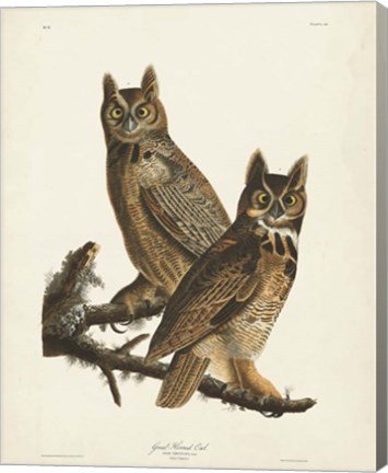 Framed Pl 61 Great Horned Owl Print