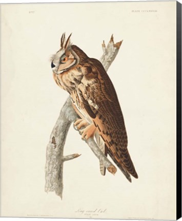 Framed Pl 383 Long-eared Owl Print