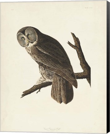 Framed Pl 351 Great Cinereous Owl Print