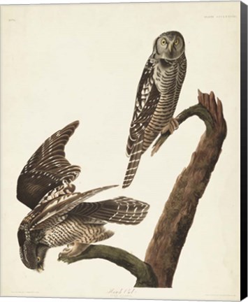 Framed Pl 378 Hawk Owl Print