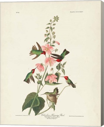 Framed Pl 425 Columbian Hummingbird Print