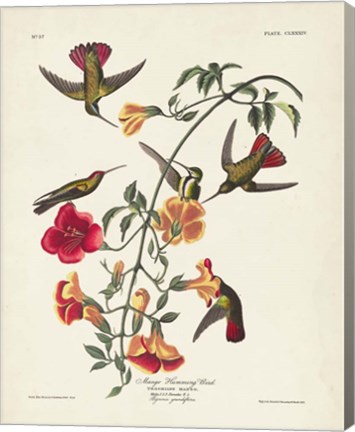 Framed Pl 184 Mango Hummingbird Print