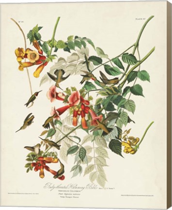 Framed Pl 47 Ruby-throated Hummingbird Print