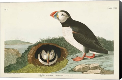 Framed Pl 213 Puffin Print