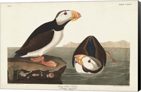 Framed Pl 293 Large-billed Puffin Print