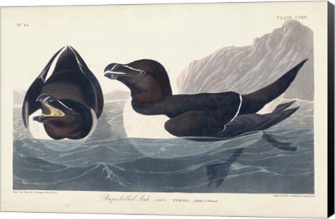 Framed Pl 214 Razor-billed Auk Print