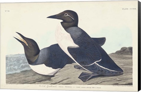 Framed Pl 218 Foolish Guillemot Print