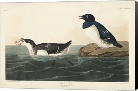 Framed Pl 339 Little Auk Print