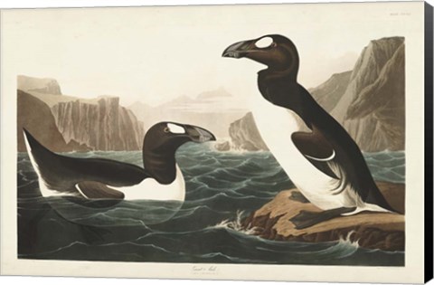 Framed Pl 341 Great Auk Print