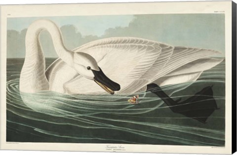 Framed Pl 406 Trumpeter Swan Print