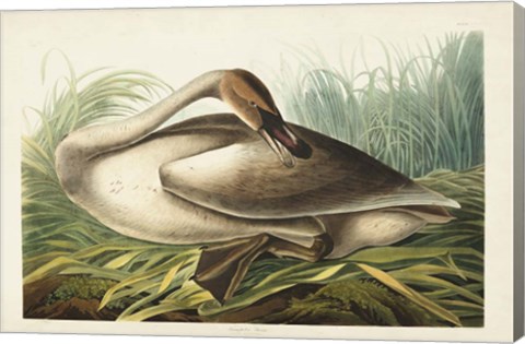 Framed Pl 376 Trumpeter Swan Print