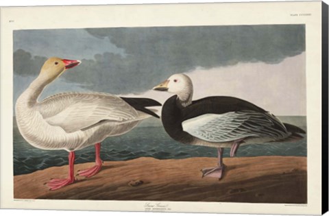 Framed Pl 381 Snow Goose Print