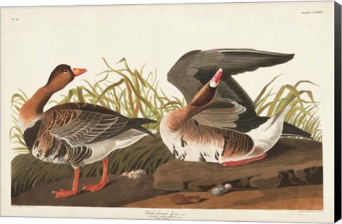 Framed Pl 286 White-fronted Goose Print