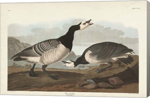 Framed Pl 296 Barnacle Goose Print