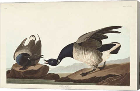 Framed Pl 391 Brant Goose Print