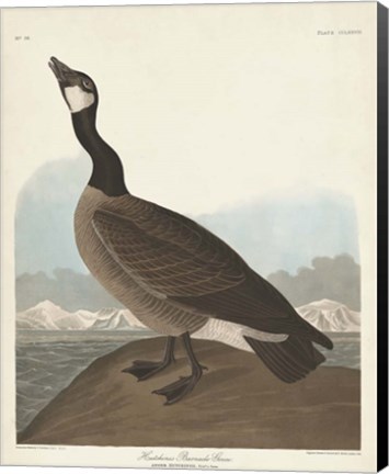 Framed Pl 277 Hutchinss Barnacle Goose Print