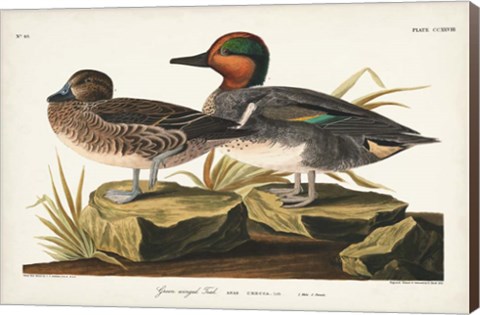 Framed Pl 228 Green-winged Teal Print