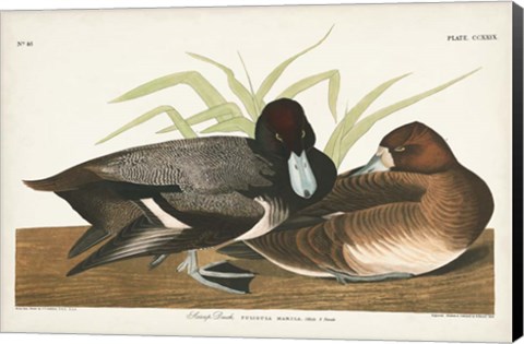 Framed Pl 229 Scaup Duck Print