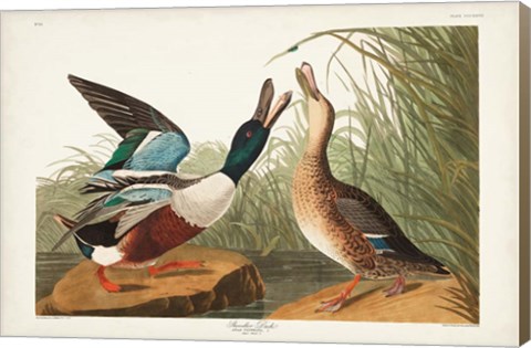 Framed Pl 327 Shoveller Duck Print