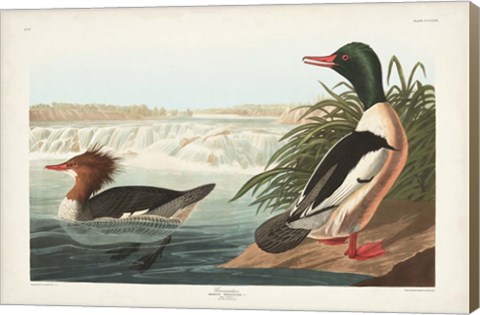 Framed Pl 331 Goosander Duck Print