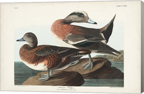 Framed Pl 345 American Widgeon Print