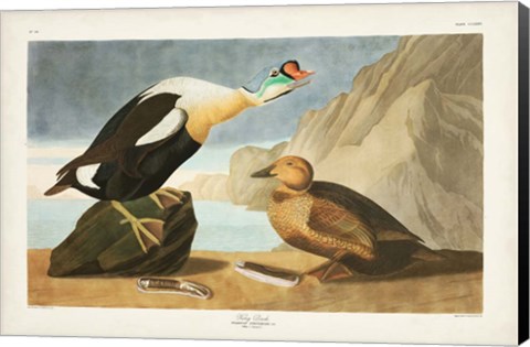 Framed Pl 276 King Duck Print