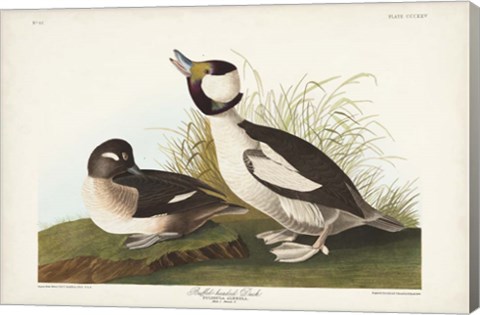 Framed Pl 325 Buffel-headed Duck Print