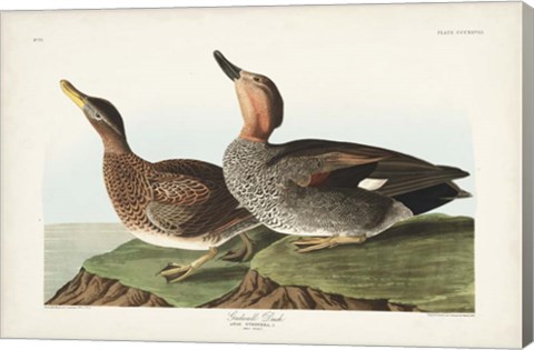 Framed Pl 348 Galdwell Duck Print