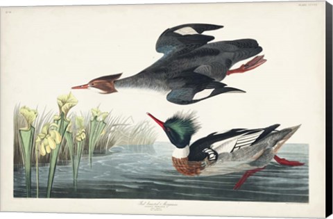 Framed Pl 401 Red-breasted Merganser Duck Print