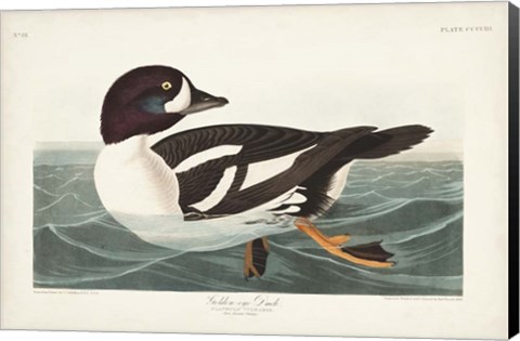 Framed Pl 403 Golden-eye Duck Print