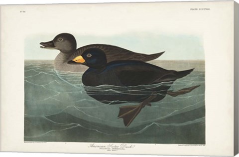 Framed Pl 408 American Scoter Duck Print