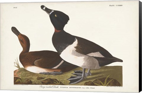 Framed Pl 234 Ring-necked Duck Print