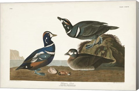 Framed Pl 297 Harlequin Duck Print