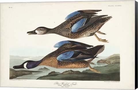 Framed Pl 313 Blue-winged Teal Print