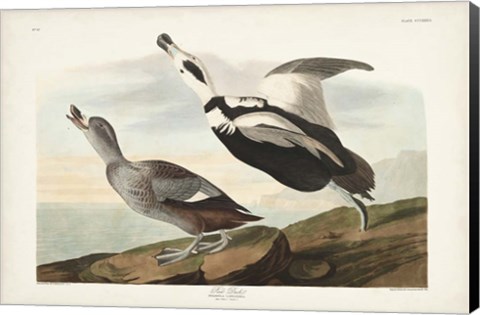 Framed Pl 332 Pied Working Duck Print