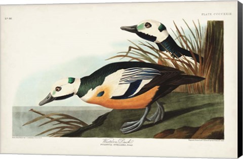 Framed Pl 429 Western Duck Print