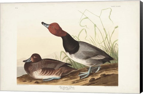 Framed Pl 322 Red-headed Duck Print