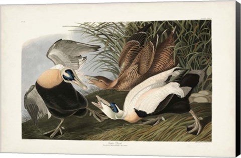 Framed PL 246 Eider Duck Print